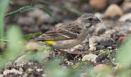 Lemon-breasted Canary female